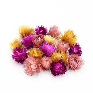 ドライフラワー 花材 即日出荷 ロストフラワー・ミックス ナチュラル