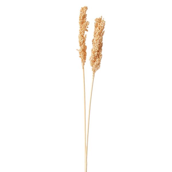 ドライフラワー 花材 即日出荷 インディアンコーン(76164) ※ボリューム差があります 花材 素...