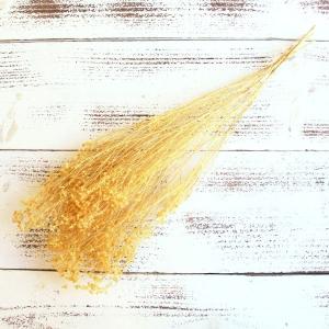 ドライフラワー 花材 即日出荷 モリソニア クリームイエロー ドライフラワー スワッグ ブーケ ドライフラワー花束 ドライフラワースワッグ リース 卸 東花