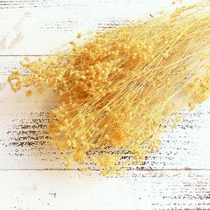 ドライフラワー 花材 即日出荷 モリソニア ク...の詳細画像1