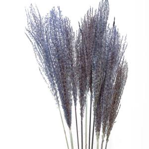 ドライフラワー 花材 即日出荷 ソフトススキ ...の詳細画像1