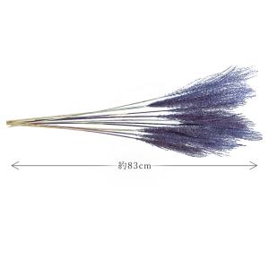 ドライフラワー 花材 即日出荷 ソフトススキ ...の詳細画像2