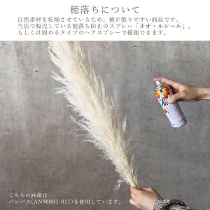 ドライフラワー 花材 即日出荷 ソフトススキ ...の詳細画像3