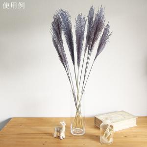 ドライフラワー 花材 即日出荷 ソフトススキ ...の詳細画像4