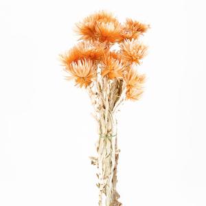 ドライフラワー 花材 即日出荷 シルバーデージーミニ キャロット 花材 素材 材料 パーツ オレンジ ビタミンカラー スワッグ ブーケ 花束 リース 装飾 東花