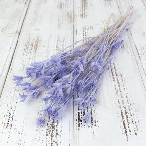 ドライフラワー 花材 即日出荷 ニゲラオリエンタリス・ミディ パープリッシュブルー ドライフラワー スワッグ ブーケ ドライフラワー花束 リース DIY 東花