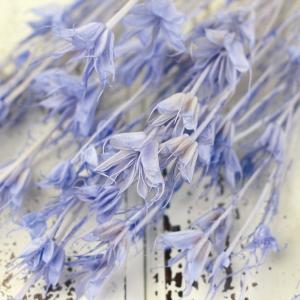 ドライフラワー 花材 即日出荷 ニゲラオリエン...の詳細画像1