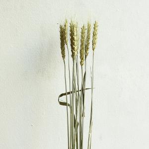 ドライフラワー 花材 即日出荷 FM小麦 ナチュラルグリーン 麦 小麦 少量 ドライフラワー スワッグ ブーケ ドライフラワー花束 リース アレンジ 花材 東花