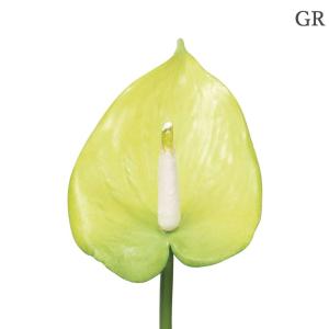造花 とりよせ品 アンスリウム(S) アンスリ...の詳細画像1