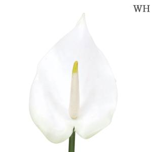 造花 とりよせ品 アンスリウム(S) アンスリ...の詳細画像3