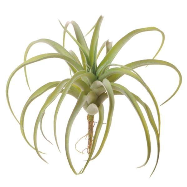 造花 グリーン 多肉植物 とりよせ品 ティランジア(M) エアプランツ サッカレンテン サボテン イ...