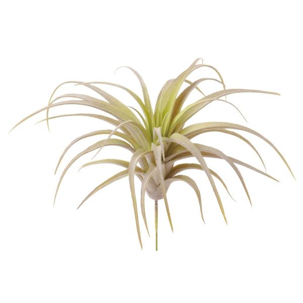造花 グリーン 多肉植物 とりよせ品 ティランジア(S) エアプランツ サッカレンテン サボテン イ...