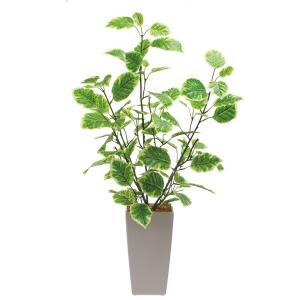ホヤ 植物 花 花 ガーデニング の商品一覧 通販 Yahoo ショッピング