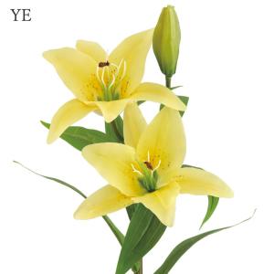 造花 とりよせ品 ニューカサブランカ×2 百合...の詳細画像4