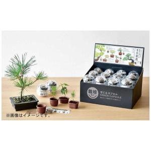 聖新陶芸 聖新 育てるカプセル ミニ盆栽 4s...の詳細画像1