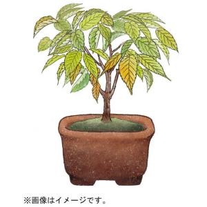 聖新陶芸 聖新 育てるカプセル ミニ盆栽 4s...の詳細画像2