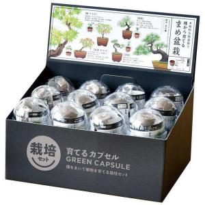 聖新陶芸 聖新 育てるカプセル ミニ盆栽 4s...の詳細画像3