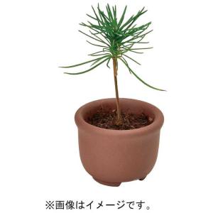 聖新陶芸 聖新 育てるカプセル ミニ盆栽 4s...の詳細画像4