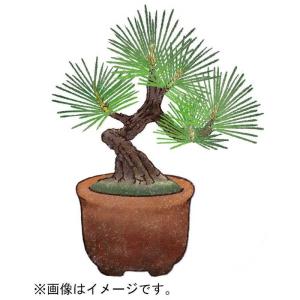 聖新陶芸 聖新 育てるカプセル ミニ盆栽 4s...の詳細画像5