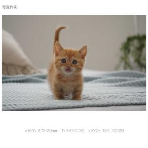 ソニー SONY カメラレンズ (ソニーE /...の詳細画像5