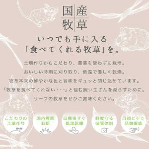 LEAF 令和8年産 やみつきイタリアンライグ...の詳細画像3