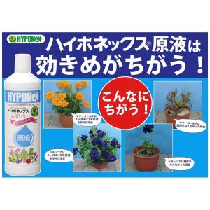 ハイポネックス 原液 800ml 2056436の詳細画像3