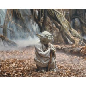 スターウォーズ　ヨーダ　輸入　写真　約20.3x25.4cm　11717d