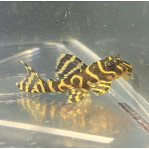 熱帯魚 キングタイガーペコルティア L333 プレコ Sサイズ 1匹 東京倉庫出荷 最安値 価格比較 Yahoo ショッピング 口コミ 評判からも探せる