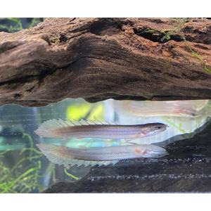 【熱帯魚】 ポリプテルス セネガルス 6-8cm 1匹 （東京倉庫出荷）｜y-pirarucu