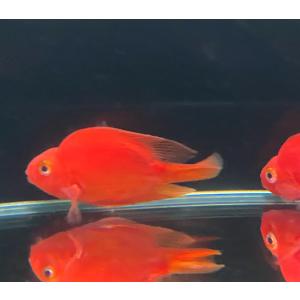 【熱帯魚】 キングコングパロットファイヤー 8-10cm （東京倉庫出荷）の商品画像