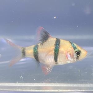 熱帯魚 スマトラの商品一覧 通販 Yahoo ショッピング