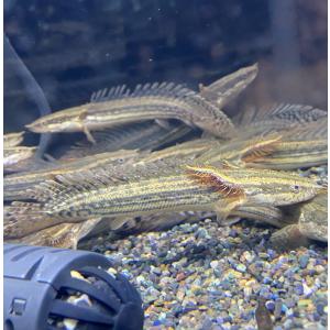 【熱帯魚】 ポリプテルス ビキール ラプラディ 10-12cm （1匹） （東京倉庫出荷）の商品画像