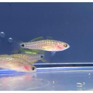 ハゼの仲間 鑑賞魚生体 の商品一覧 熱帯魚 アクアリウム用品 ペット用品 生き物 通販 Yahoo ショッピング