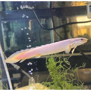 【熱帯魚】ポリプテルス　セネガルス　9-12cm 1匹（東京倉庫出荷）｜y-pirarucu