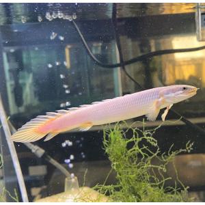 アクアショップピラルク ヤフー店 ポリプテルス 古代魚の仲間 アロワナ ポリプテルス等 Yahoo ショッピング