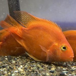 熱帯魚 パロットファイヤーの商品一覧 通販 Yahoo ショッピング