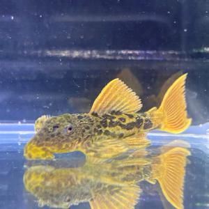 熱帯魚 スーパー オレンジフィン レオパード ローライマ L 600 4 5cm 1匹 国内ブリード 最安値 価格比較 Yahoo ショッピング 口コミ 評判からも探せる