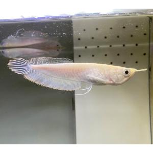 【熱帯魚】 アルビノ シルバー アロワナ 15-20cm 1匹 ※ブドウ目※（東南アジアブリード）｜y-pirarucu