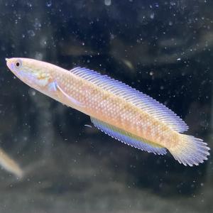 【熱帯魚】 ニューレインボー スネークヘッド　5-7cm　1匹　（東京倉庫出荷）