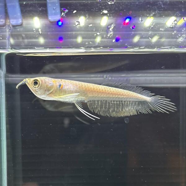 【熱帯魚】人工飼料〇 ワイルド シルバーアロワナ 6-8cm （コロンビア） 