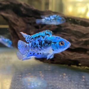 ブルーデンプシー 3-4cm 1匹 東京倉庫出荷...の商品画像