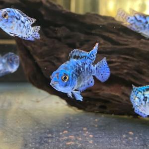 ブルーデンプシー 3-4cm 1匹 東京倉庫出...の詳細画像2