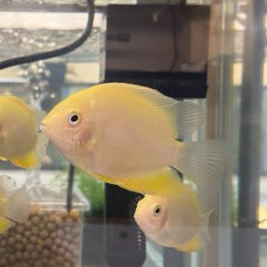 【熱帯魚】ゴールデンセベラム 5-7cm （１匹）｜y-pirarucu