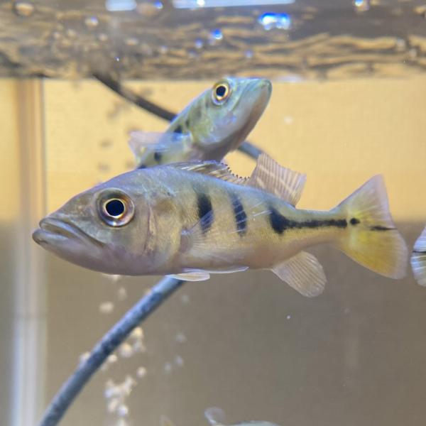 【熱帯魚】人工飼料〇 キクラ モノクルス 7-9cm 1匹（東南アジアブリード）