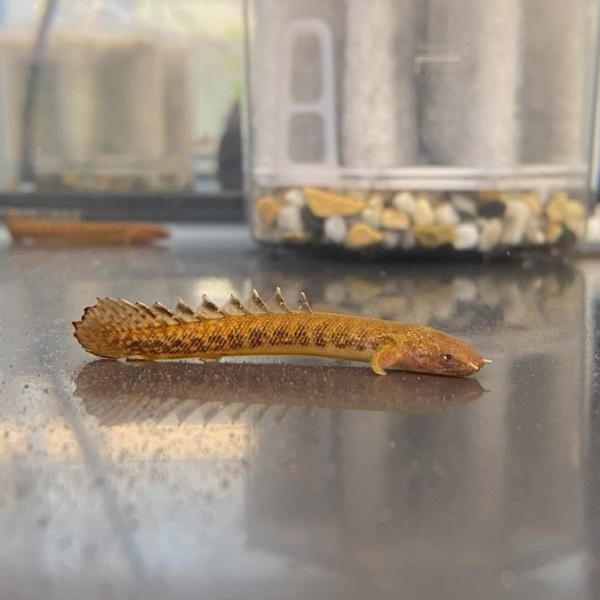 【熱帯魚】ポリプテス トゥジェルシー 5-7cm &quot;1匹&quot;（ブリード）