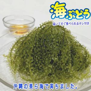 沖縄県産 感謝の海ぶどう 50g×5袋 タレ付...の詳細画像1