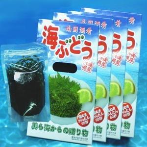 沖縄県産 海ぶどう 120g×4箱 メック・インターナショナル