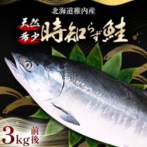 ふるさと納税 稚内市 『希少・天然』時知らず鮭3kg前後