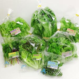 ふるさと納税 長野県 クリーン健康野菜セット