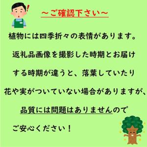ふるさと納税 鈴鹿市 オリーブの木 品種ミッシ...の詳細画像2